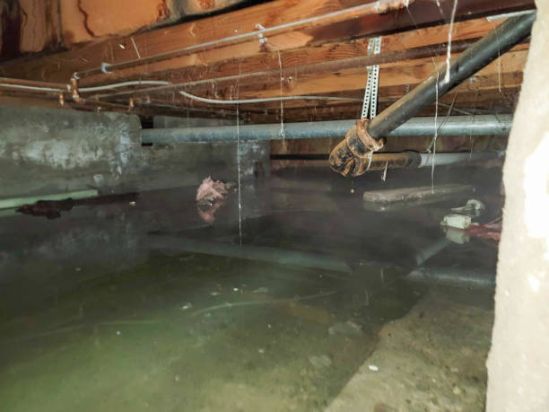 Best Water damage contractors near me  in Loving, NM